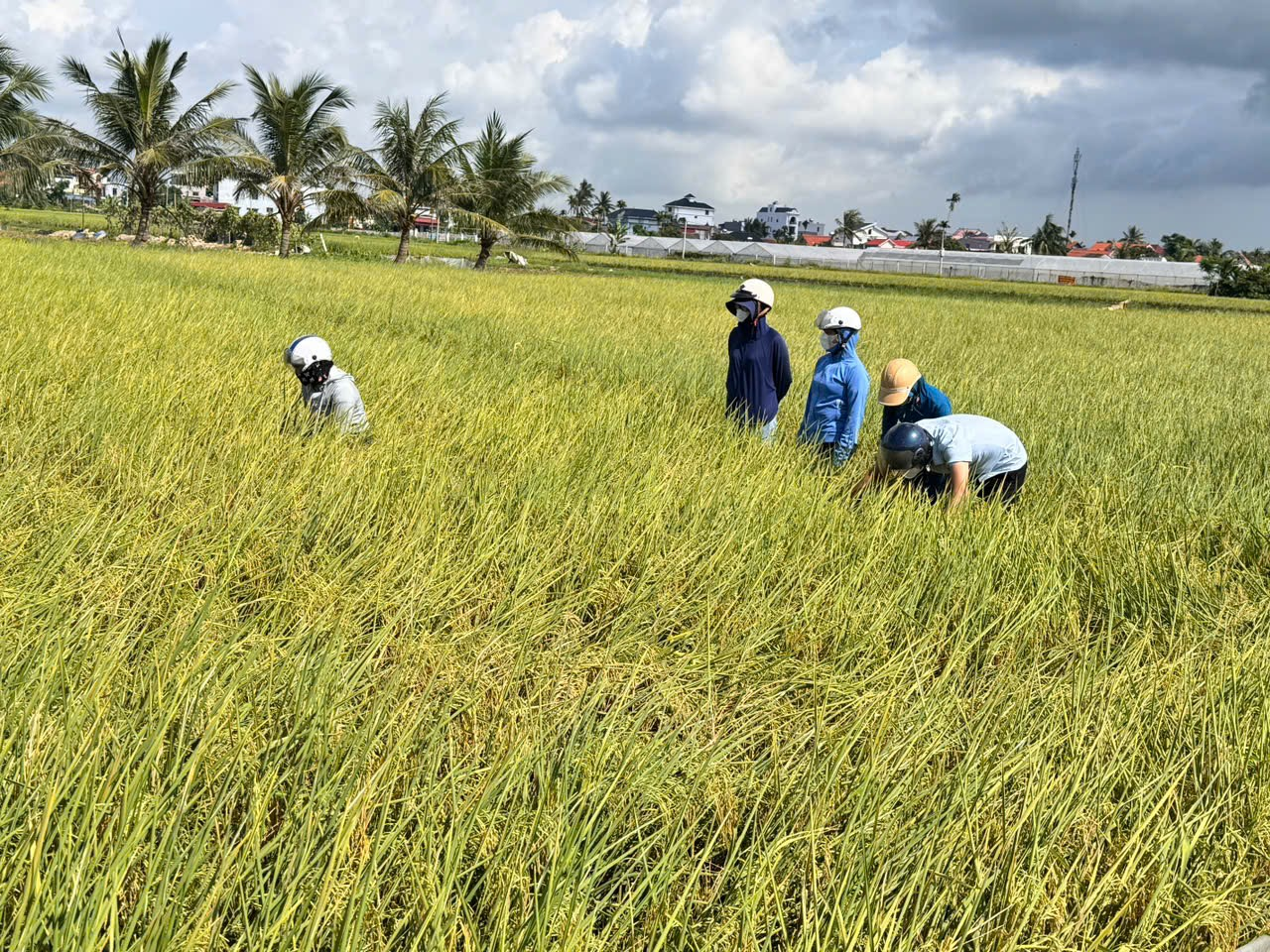 Tăng cường phòng trừ sâu bệnh cuối vụ - bảo vệ năng suất lúa trên địa bàn xã Đại Đồng