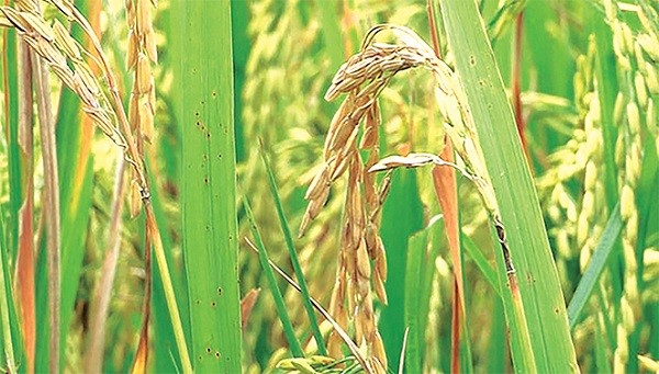 Một số lưu ý trong phòng trừ bệnh đạo ôn hại lúa