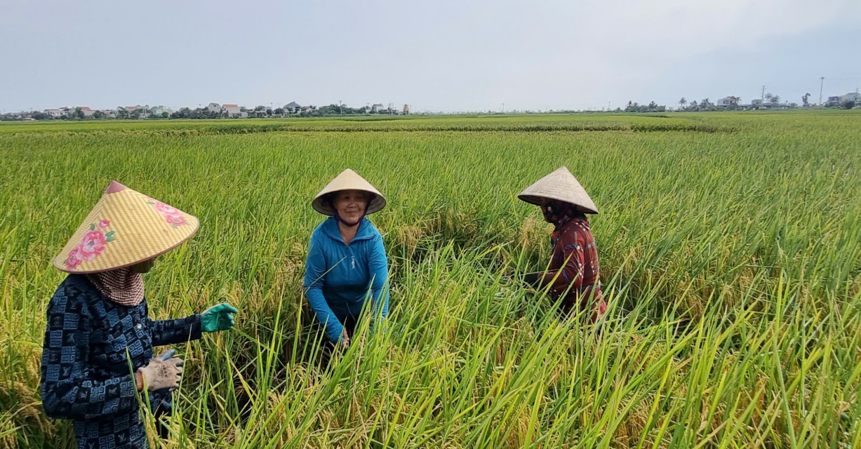 Xã Tân Trào huyện Kiến Thuỵ tập trung chỉ đạo: Gặt thống kê, thu hoạch lúa Xuân 2025-  Năng suất ổn định, bà con phấn khởi