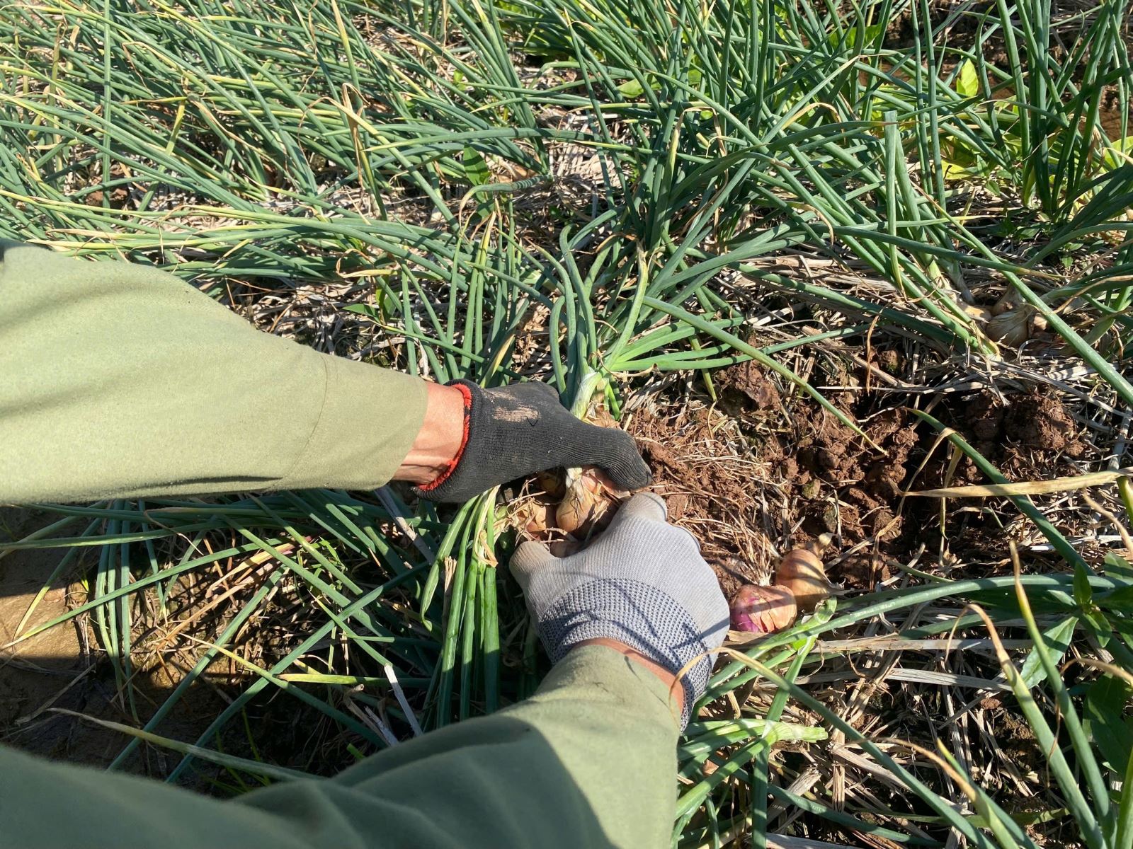 MỘT SỐ GIẢI PHÁP KỸ THUẬT NÂNG CAO HIỆU QUẢ BẢO QUẢN HÀNH, TỎI SAU THU HOẠCH