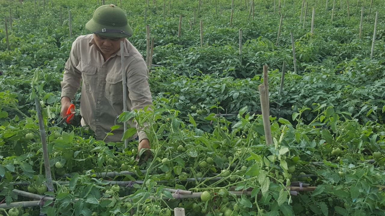 Phong trào trồng cây cà chua vụ Đông tại xã Thiên Hương, huyện Thủy Nguyên