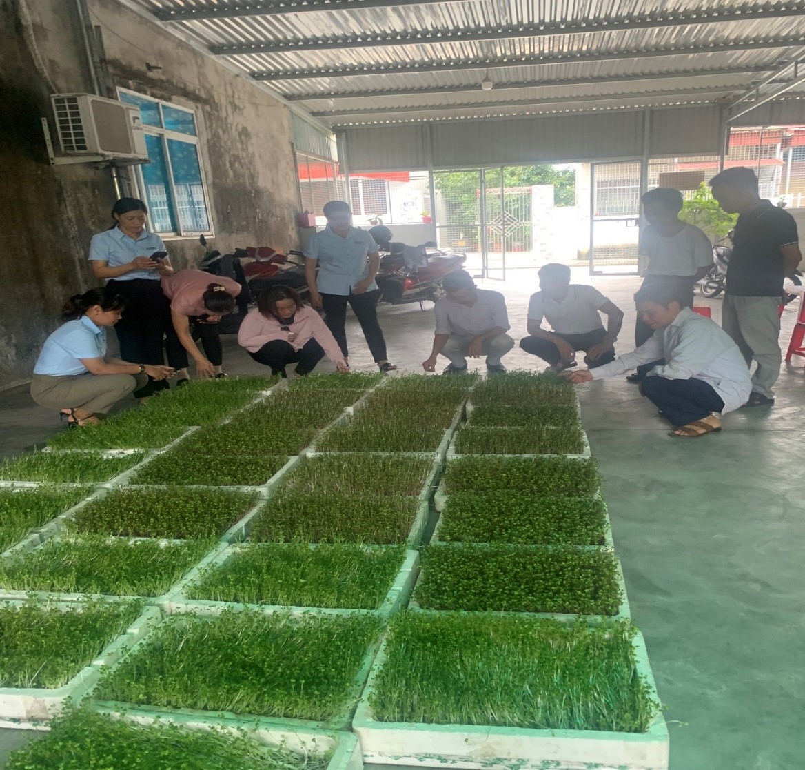 Hiệu quả bước đầu của mô hình trồng rau mầm tại quận Hồng Bàng