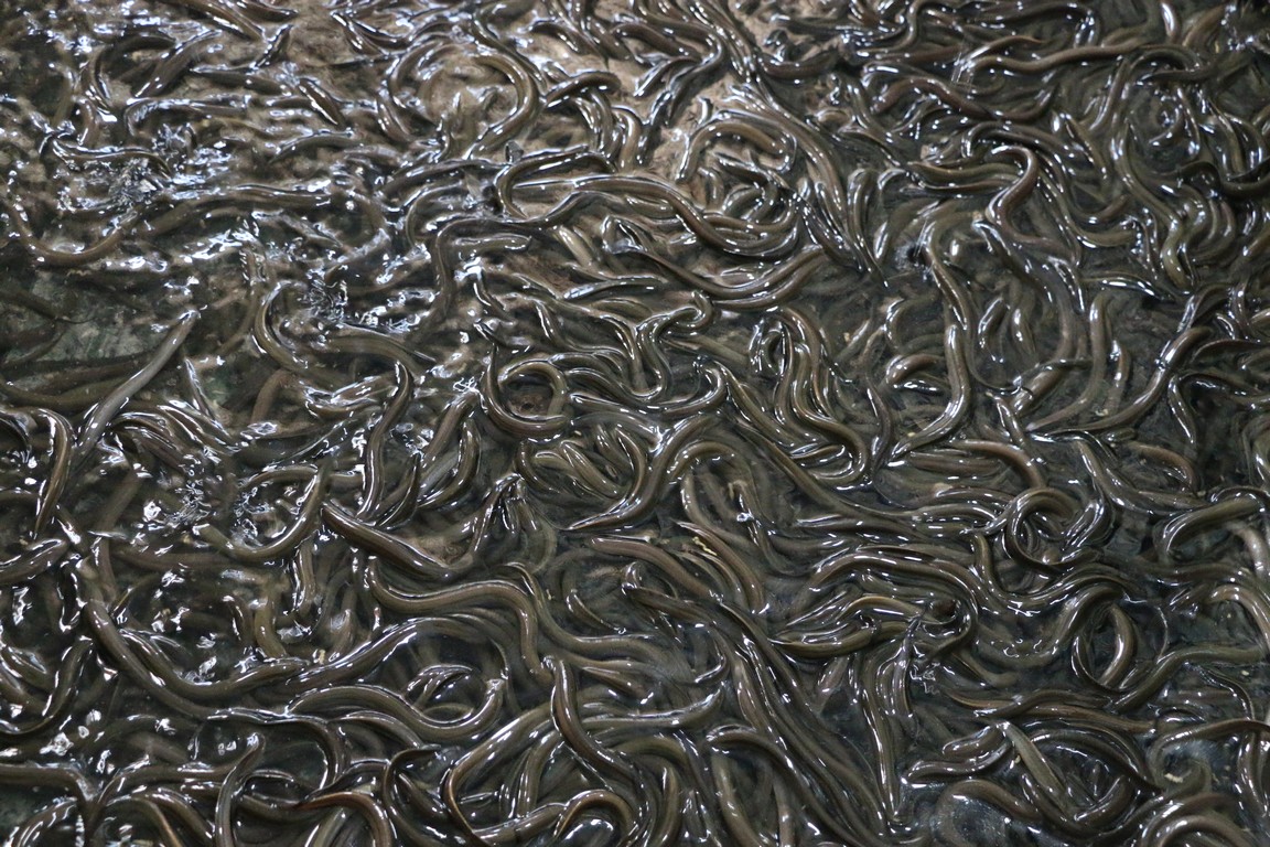 Kỹ thuật nuôi lươn không bùn trong bể xi măng được áp dụng rộng rãi  Thủy  Hải Sản Việt Nam