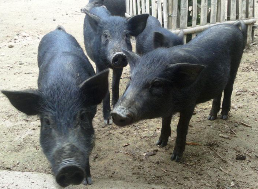 Tìm hiểu hơn 98 mô hình nuôi lợn mán siêu hot  Eteachers