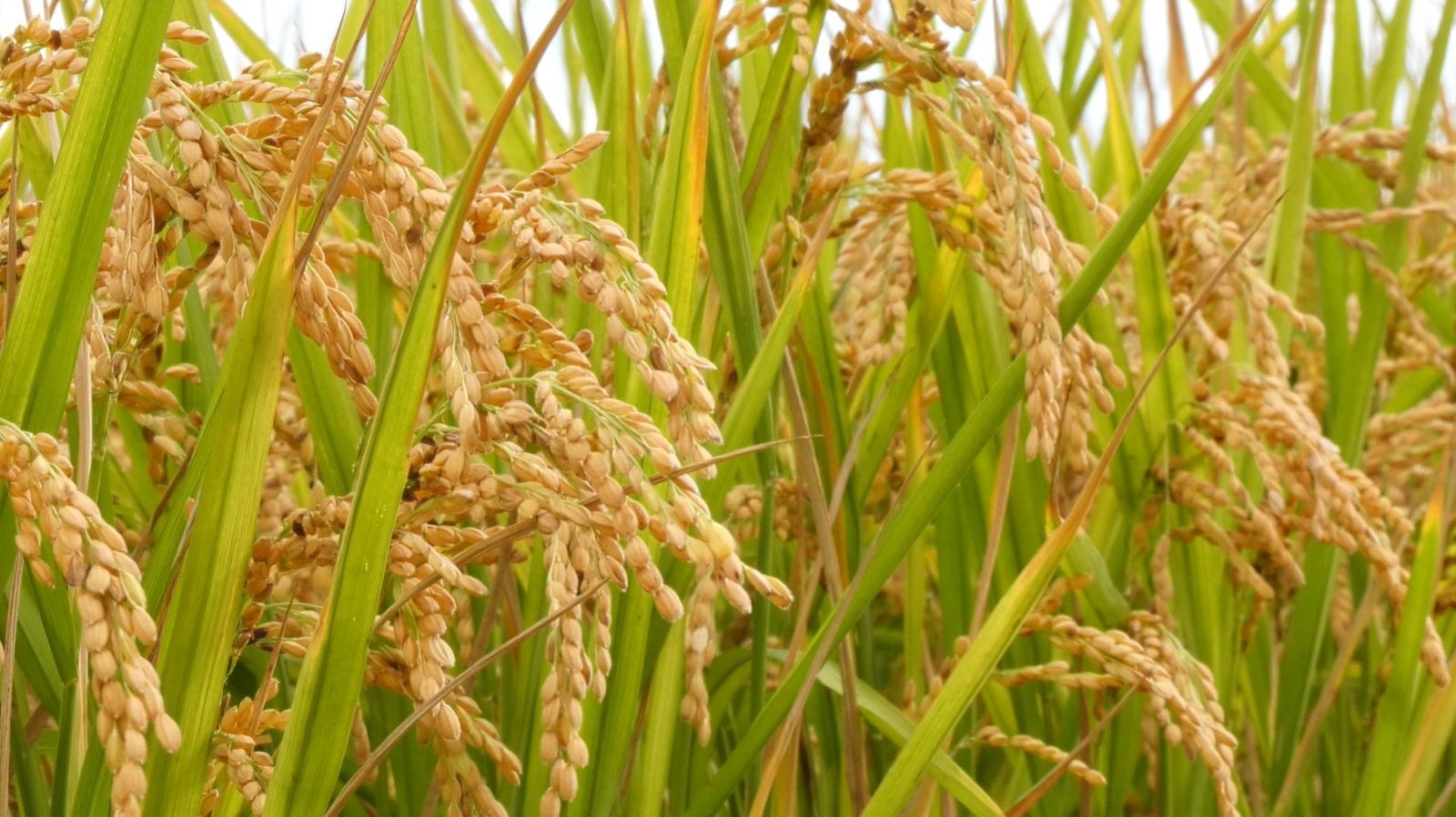 Ứng dụng TBKT trong sản xuất lúa ĐS1 theo liên kết chuỗi giá trị, phục vụ xuất khẩu vụ Mùa 2023