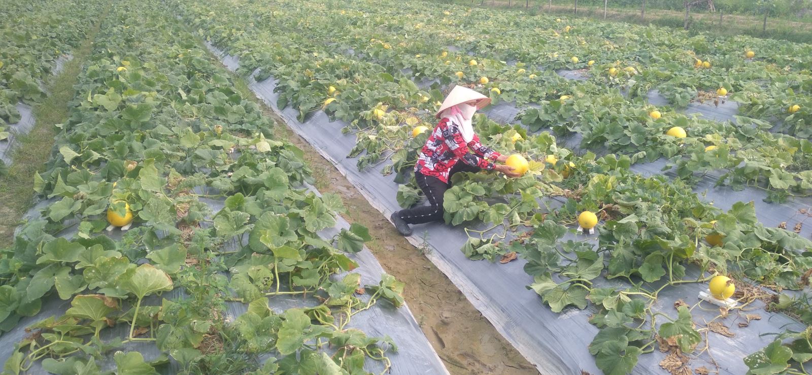 Dưa vàng xã Tân Hưng - huyện Vĩnh Bảo nhộn nhịp mùa thu hoạch